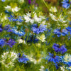 400 Blue & White LOVE IN A MIST Nigella Damascena Fennel Flower Seeds