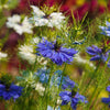 400 Blue & White LOVE IN A MIST Nigella Damascena Fennel Flower Seeds