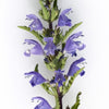 50 Purple False Dragon DRAGONS HEAD Obedient Plant Dracocephalum Flower Seeds