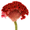 100 CORAL GARDENS Mix CELOSIA Cockscomb Celosia Argentea Cristata Flower Seeds