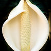 5 Organic SPLIT LEAF PHILODENDRON Monstera Deliciosa Swiss Cheese Plant Vine Seeds