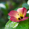 10 PORTIA TREE Yellow Pink Purple Flowers Change Color Pacific Rosewood Tulip Thespesia Populnea Seeds