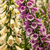 Dwarf Foxy Mix Foxglove Seeds – Digitalis Purpurea Flower – photo 3