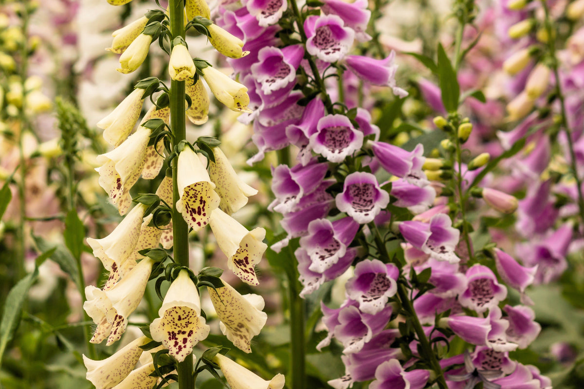 Dwarf Foxy Mix Foxglove Seeds – Digitalis Purpurea Flower – photo 3