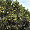 25 EUROPEAN PEAR TREE Pyrus Communis Fruit Seeds - White Flowers / Green Fruit
