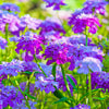 2000 TALL MIX CANDYTUFT Iberis Umbellata Mixed Colors Ground Cover Flower Seeds