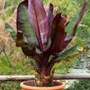 5 RED ABYSSINIAN BANANA Musa Ensete Ventricosum Flowering Fruit Tree Seeds