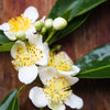 5 CAMPHOR TREE Laurel Cinnamomum Camphora Camphorwood White Flower Black Seeds