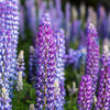 100 PERENNIAL LUPINE Blue Violet Lupinus Perennis Wild Lupine Sundial Purple Native Hummingbird Flower Seeds