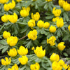 10 WINTER ACONITE Eranthis Hyemalis Yellow Sun Shade Flower Seeds