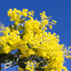 10 GOLDEN MIMOSA Acacia Baileyana Yellow Wattle Tree Flower Seeds