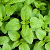 1500 LEMON BALM Melissa Officinalis Lemonbalm Fragrant Herb / Flower Seeds