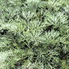 500 ABSINTHE WORMWOOD Common Artemisia Absinthium Green Ginger Herb Flower Seeds