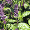 1000 CINNAMON BASIL Ocimum Basilicum HERB Flower Seeds