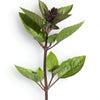 1000 CINNAMON BASIL Ocimum Basilicum HERB Flower Seeds