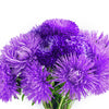 30 VIOLET Purple NEEDLE ASTER Callistephus Chinensis Unicom Flower Seeds