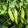 Oregon Sugar Pod Ii Seeds – Pea Pisum Sativum Macrocarpon Vegetable – photo 2
