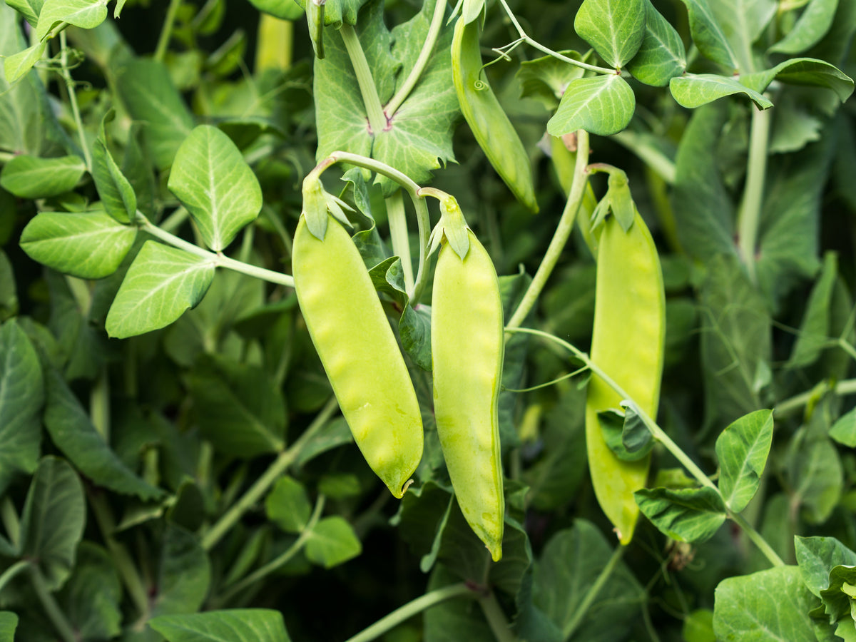 Oregon Sugar Pod Ii Seeds – Pea Pisum Sativum Macrocarpon Vegetable – photo 2
