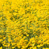 1000 DAHLBERG DAISY Thymophylla Tenuiloba Yellow Flower Seeds - aka Golden Fleece, Gold Carpet,  Shooting Star