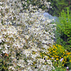 20 SWEET AUTUMN CLEMATIS Paniculata Fragrant White Flower Vine Seeds