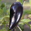 40 Organic PURPLE JALAPENO PEPPER Capsicum Annuum Hot Mexican Chili Vegetable Seeds