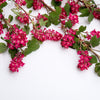 25 RED FLOWERING CURRANT Ribes Sanguineum aka Blood Currant Edible Fruit Blue Black Berries Shrub Seeds