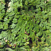 SMALL Live RESURRECTION PLANT Rose of Jericho Dinosaur Fern Miracle Air Houseplant