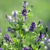 2000 ALFALFA Medicago Sativa Flower Plant Seeds