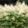 50 WHITE GOATS BEARD (like Astilbe) Aruncus Dioicus Flower Seeds