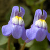 Kenilworth Ivy Seeds – (Ivy-Leaved Toadflax) Cymbalaria Muralis Vine Flower – photo 4