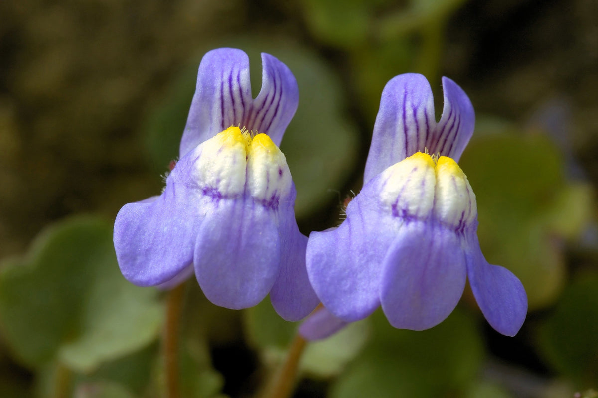 Kenilworth Ivy Seeds – (Ivy-Leaved Toadflax) Cymbalaria Muralis Vine Flower – photo 4