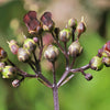 1000 EASTERN FIGWORT (Late Figwort / Carpenters Square) Scrophularia Marilandica Flower Seeds