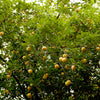 1 NUTMEG TREE Seed Myristica Fragrans Pala MACE Fruit Nut Pumpkin Pie Spice