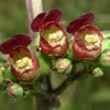 1000 EASTERN FIGWORT (Late Figwort / Carpenters Square) Scrophularia Marilandica Flower Seeds