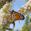 50 WHITE BUTTERFLY BUSH Buddleja Davidii Flower Seeds