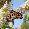 Mixed Colors Butterfly Bush Buddleja Davidii Flower Shrub Seeds – photo 9