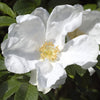 White Japanese Rose Seeds – Rosa Rugosa Alba Bush Rugosa Rose Flower