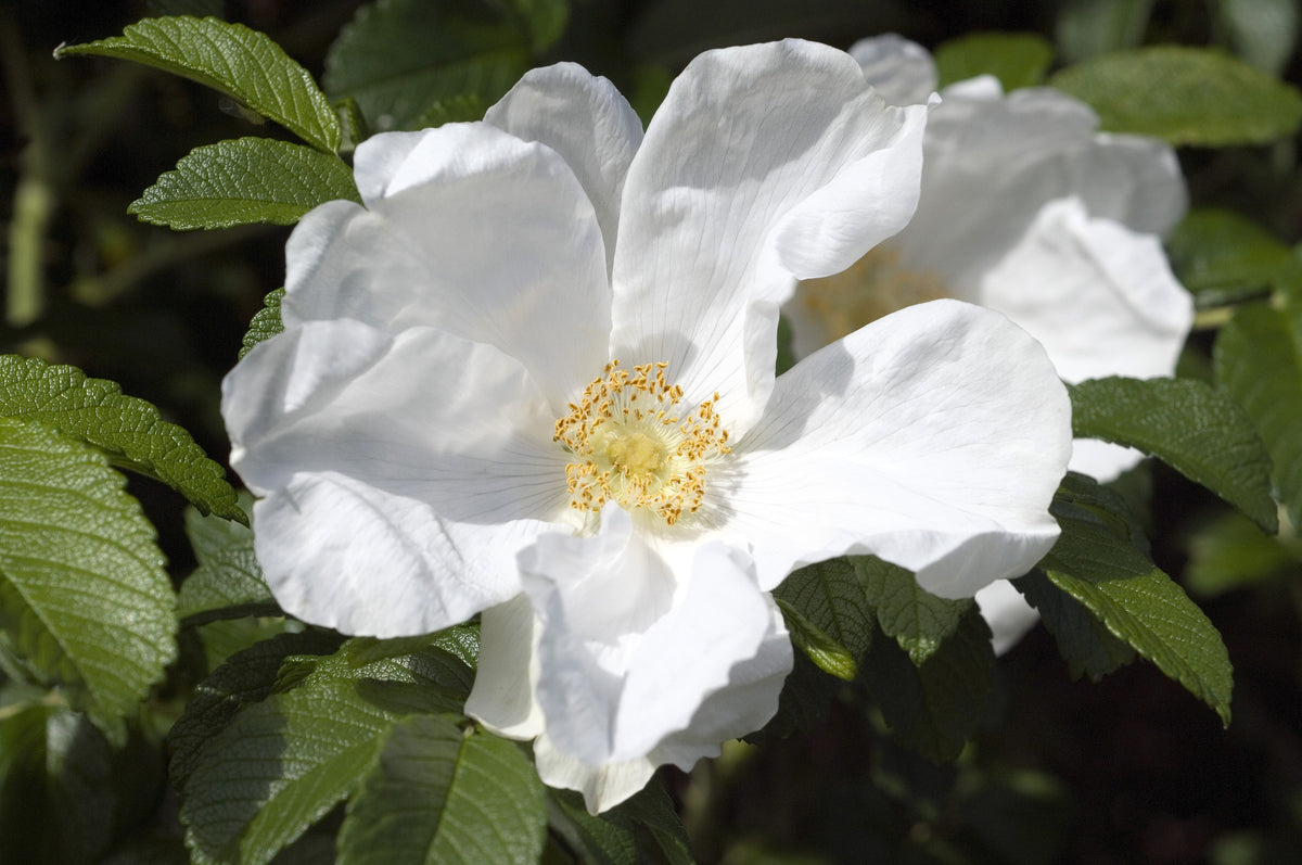 White Japanese Rose Seeds – Rosa Rugosa Alba Bush Rugosa Rose Flower