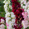25 Double MADAME BUTTERFLY SNAPDRAGON Mixed Colors Antirrhinum Majus Flower Seeds