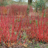20 RED TWIG DOGWOOD American Red Osier Shrub White Flower Cornus Sericea Seeds