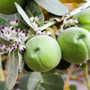 10 GIANT MILKWEED Sodom Apple Calotropis Procera Crown Flower Shrub Seeds
