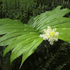10 SOLOMON'S SPIKE White Western False Seal Maianthemum Racemosum Flower Seeds