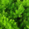 1000 LONG ISLAND Mammoth DILL Anethum Graveolens Herb Flower Seeds