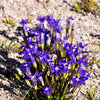 200 FRINGED GENTIAN Gentiana Crinita Gentianopsis Native Herb Blue Purple Flower Seeds
