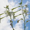 Jasmine Aztec Nicotiana Seeds – (Ornamental Flowering Tobacco) Nicotiana Alata Flower – photo 9