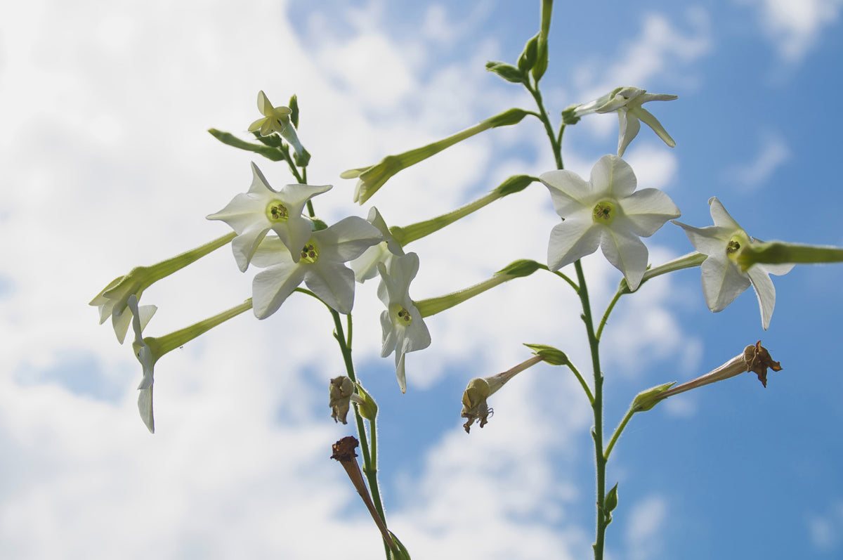Jasmine Aztec Nicotiana Seeds – (Ornamental Flowering Tobacco) Nicotiana Alata Flower – photo 9