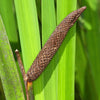 250 SWEET FLAG GRASS Wetland Pond Acorus Calamus Ornamental Seeds