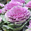 50 MIXED ORNAMENTAL CABBAGE Flowering Cabbage Brassica Oleracea Seeds