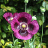 400 PERSIAN BLUE POPPY Papaver Somniferum Flower Seeds
