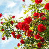 5 RED CLIMBING ROSE Rosa Bush Vine Climber Fragrant Butterfly Flower Seeds